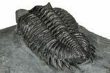 Bug-Eyed Coltraneia Trilobite Fossil - Ofaten, Morocco #355764-5